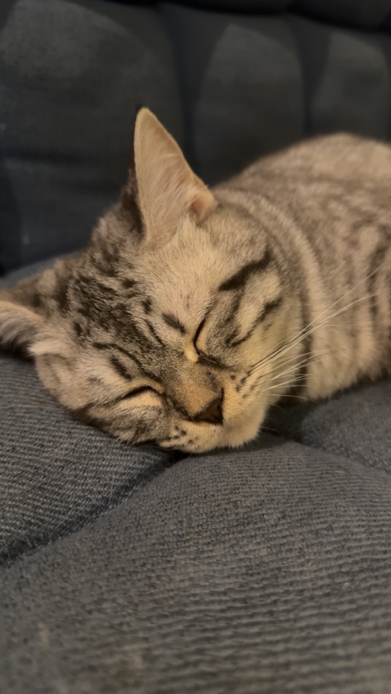 Siva